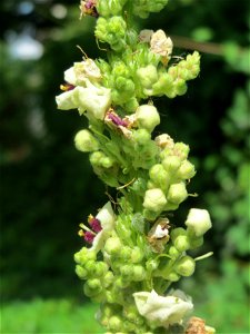 Verbascum × incanum im Gartenschaupark Hockenheim