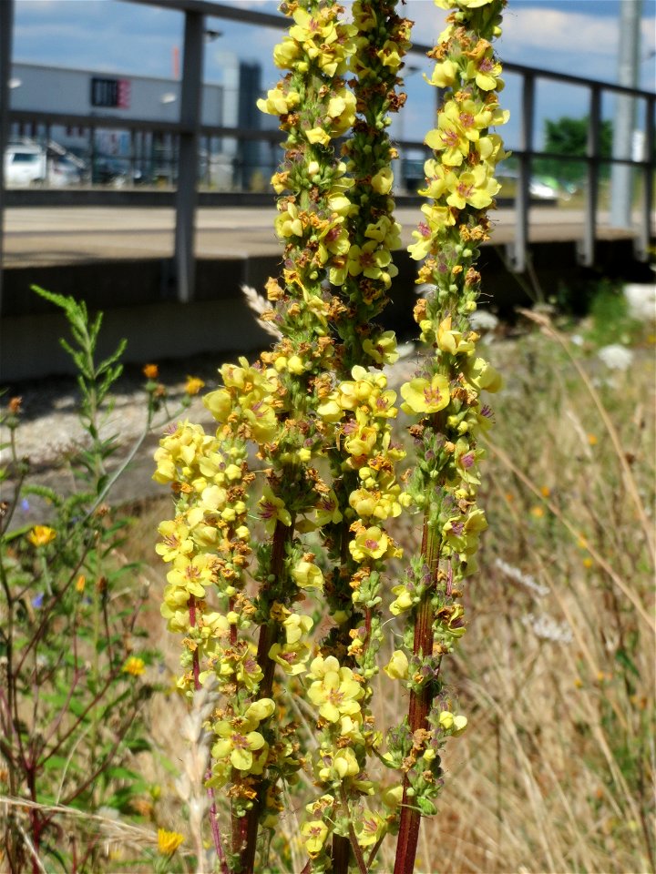 Schwarze Königskerze (Verbascum nigrum) am Bahnhof Bruchmühlbach-Miesau