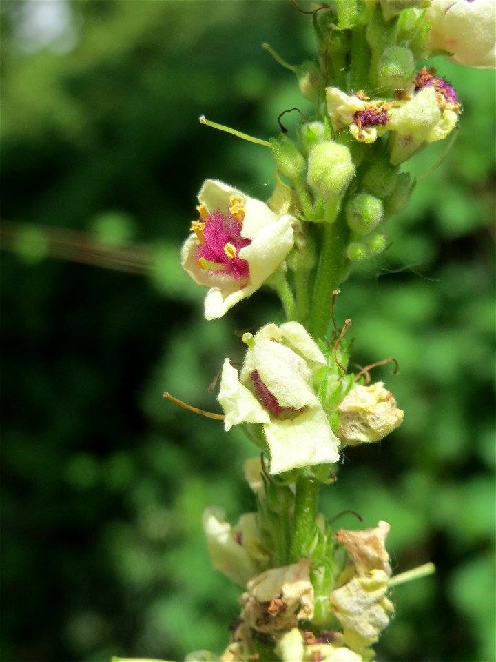 Verbascum × incanum im Gartenschaupark Hockenheim