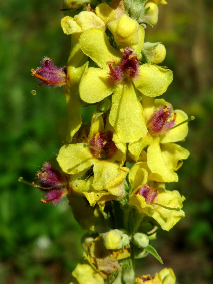 Schwarze Königskerze (Verbascum nigrum) am Bahnhof Bruchmühlbach-Miesau