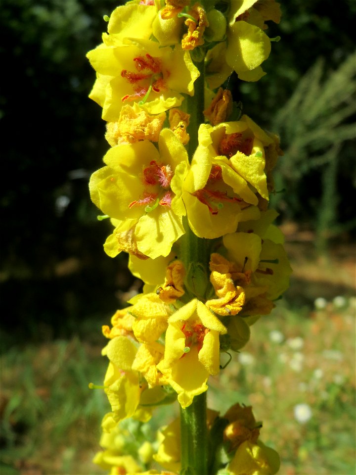Schwarze Königskerze (Verbascum nigrum) an der Saar in Saarbrücken