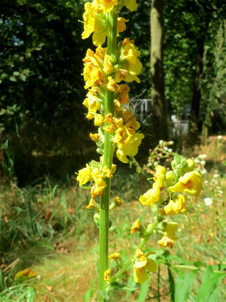 Schwarze Königskerze (Verbascum nigrum) an der Saar in Saarbrücken