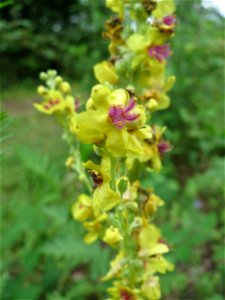 Schwarze Königskerze (Verbascum nigrum) im Naturschutzgebiet „Steinbachtal / Netzbachtal“