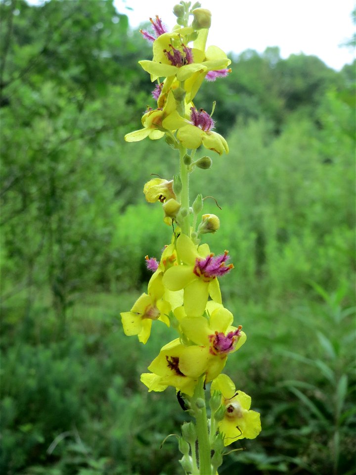 Schwarze Königskerze (Verbascum nigrum) im Naturschutzgebiet „Steinbachtal / Netzbachtal“