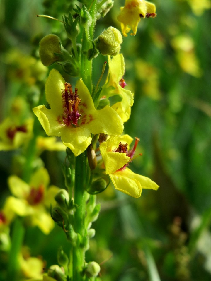 Schwarze Königskerze (Verbascum nigrum) am Kraichbach bei Hockenheim