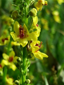 Schwarze Königskerze (Verbascum nigrum) am Kraichbach bei Hockenheim photo