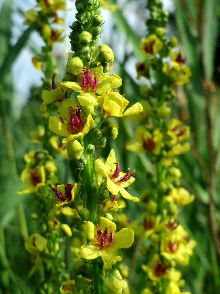 Schwarze Königskerze (Verbascum nigrum) am Kraichbach bei Hockenheim