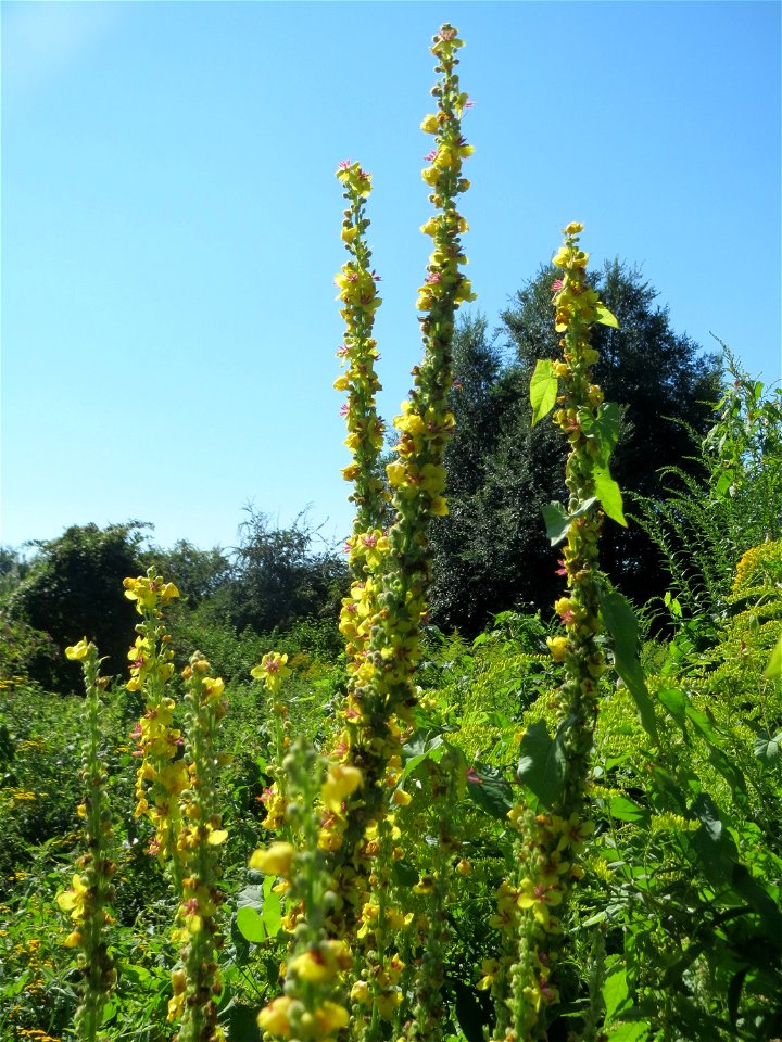 Schwarze Königskerze (Verbascum nigrum) in den Sankt Arnual Wiesen gegenüber vom Osthafen Saarbrücken (Außerhalb vom NSG)