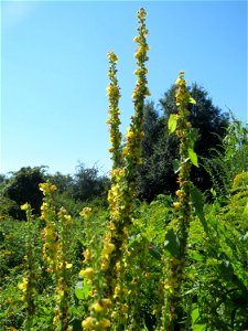 Schwarze Königskerze (Verbascum nigrum) in den Sankt Arnual Wiesen gegenüber vom Osthafen Saarbrücken (Außerhalb vom NSG)