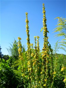 Schwarze Königskerze (Verbascum nigrum) in den Sankt Arnual Wiesen gegenüber vom Osthafen Saarbrücken (Außerhalb vom NSG)