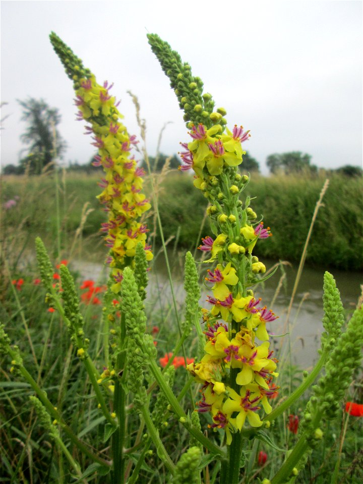 Schwarze Königskerze (Verbascum nigrum) am Kraichbach in Hockenheim