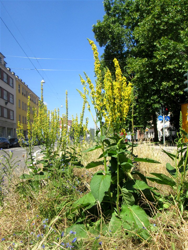 Schwarze Königskerze (Verbascum nigrum) in Saarbrücken