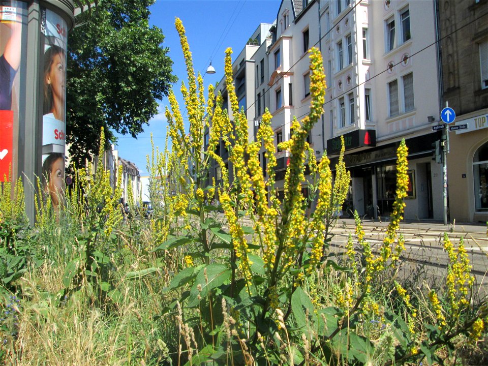 Schwarze Königskerze (Verbascum nigrum) in Saarbrücken