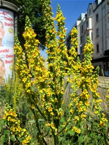 Schwarze Königskerze (Verbascum nigrum) in Saarbrücken