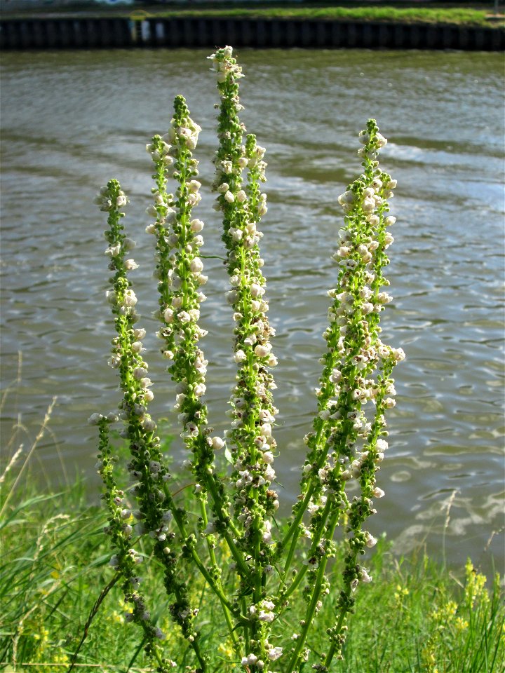 Mehlige Königskerze (Verbascum lychnitis) an der Saar in Saarbrücken