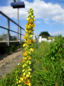 Schwarze Königskerze (Verbascum nigrum) am Bahnhof Bruchmühlbach-Miesau