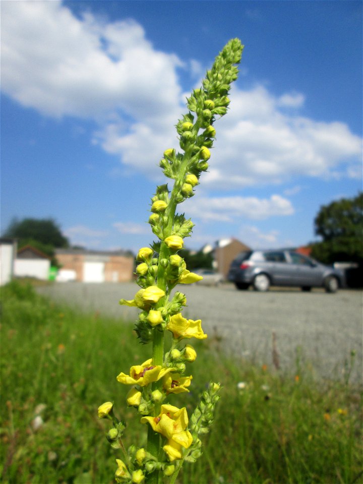Schwarze Königskerze (Verbascum nigrum) am Bahnhof Bruchmühlbach-Miesau