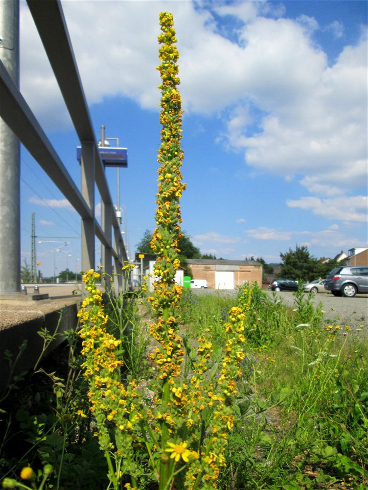 Schwarze Königskerze (Verbascum nigrum) am Bahnhof Bruchmühlbach-Miesau