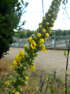 Schwarze Königskerze (Verbascum nigrum) im Bürgerpark Saarbrücken