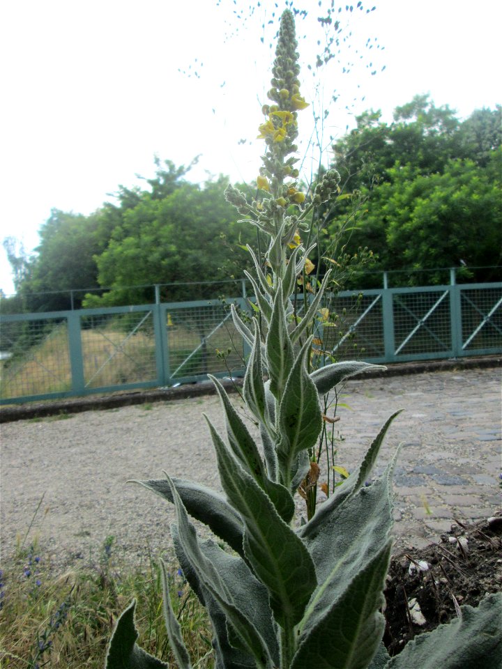 Schwarze Königskerze (Verbascum nigrum) im Bürgerpark Saarbrücken