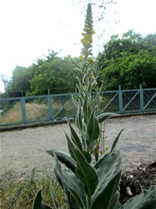 Schwarze Königskerze (Verbascum nigrum) im Bürgerpark Saarbrücken