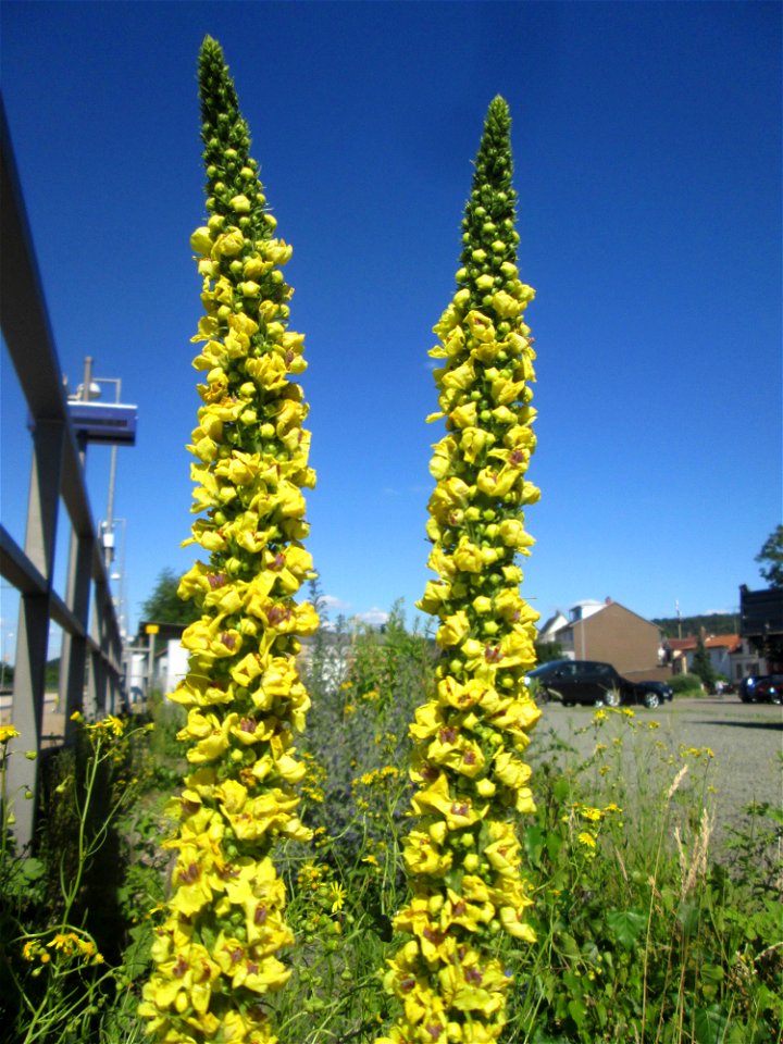 Schwarze Königskerze (Verbascum nigrum) am Bahnhof Bruchmühlbach-Miesau