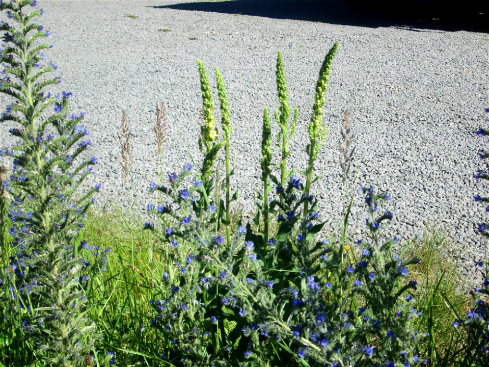 Schwarze Königskerze (Verbascum nigrum) am Bahnhof Bruchmühlbach-Miesau