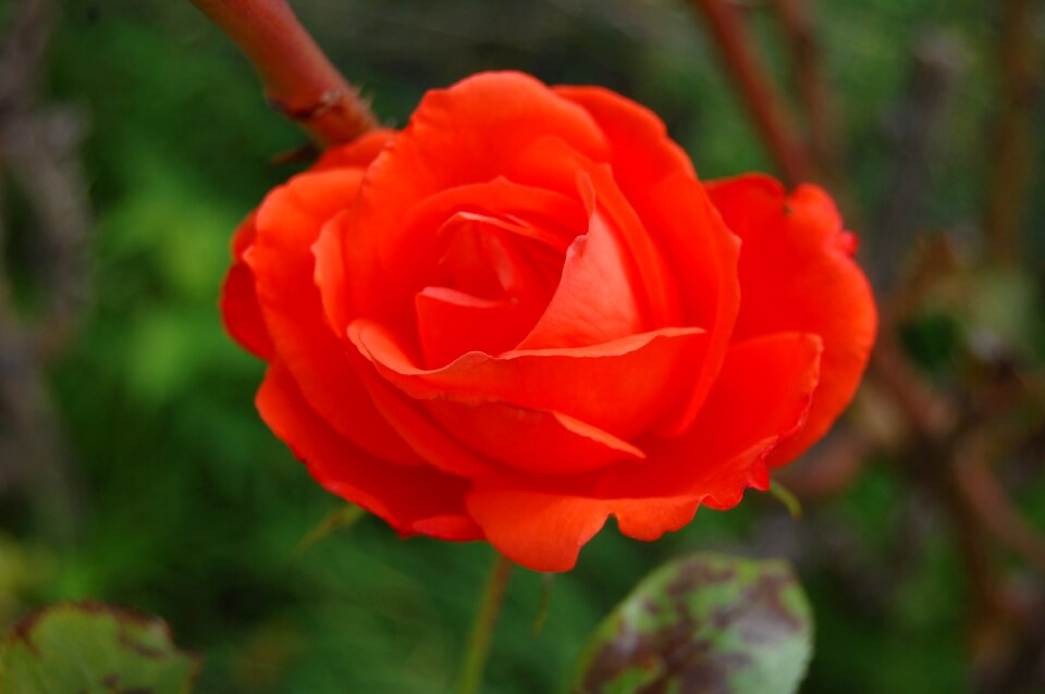 Nature love flower