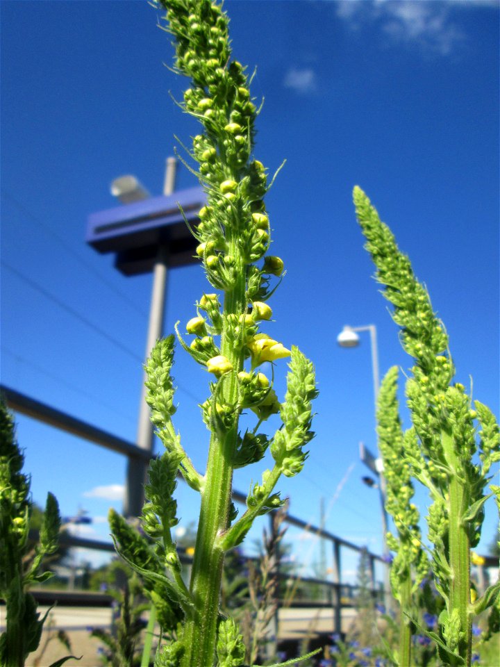 Schwarze Königskerze (Verbascum nigrum) am Bahnhof Bruchmühlbach-Miesau