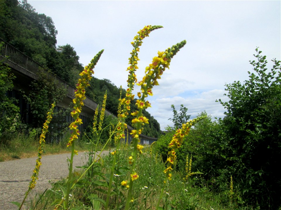 Schwarze Königskerze (Verbascum nigrum) an der Saar in Sankt Arnual