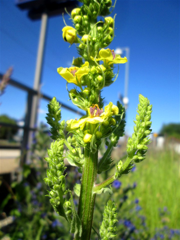 Schwarze Königskerze (Verbascum nigrum) am Bahnhof Bruchmühlbach-Miesau