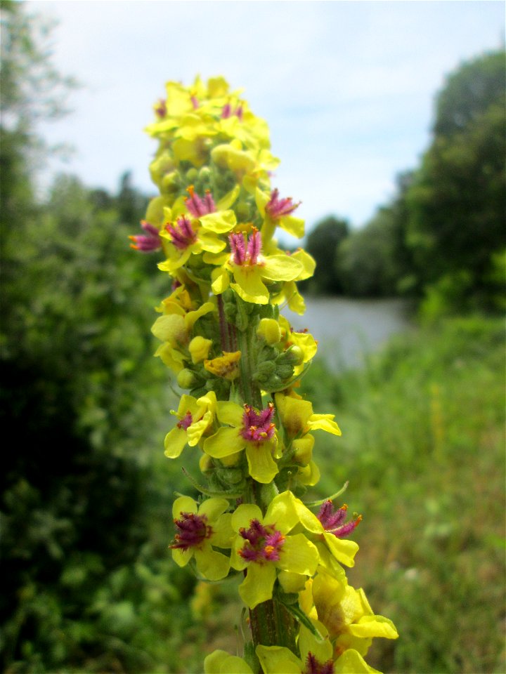 Schwarze Königskerze (Verbascum nigrum) an der Saar in Sankt Arnual