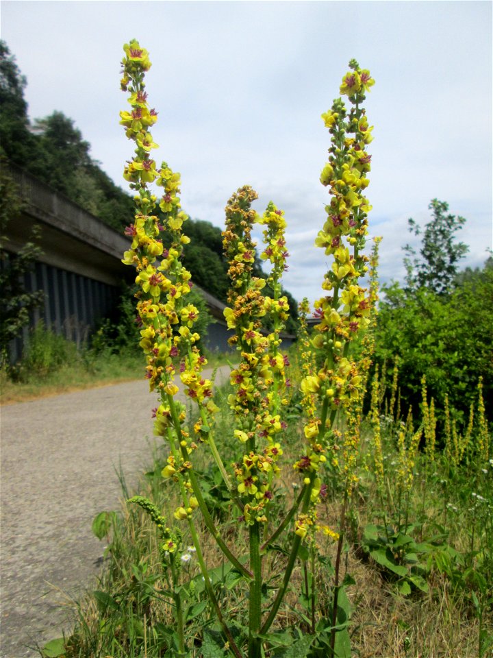 Schwarze Königskerze (Verbascum nigrum) an der Saar in Sankt Arnual