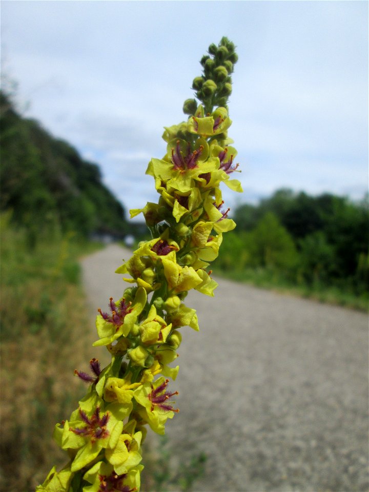 Schwarze Königskerze (Verbascum nigrum) an der Saar in Sankt Arnual