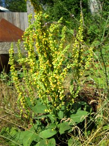 Schwarze Königskerze (Verbascum nigrum) am Osthafen in Saarbrücken