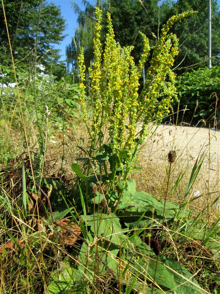 Schwarze Königskerze (Verbascum nigrum) am Osthafen in Saarbrücken