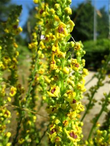 Schwarze Königskerze (Verbascum nigrum) am Osthafen in Saarbrücken