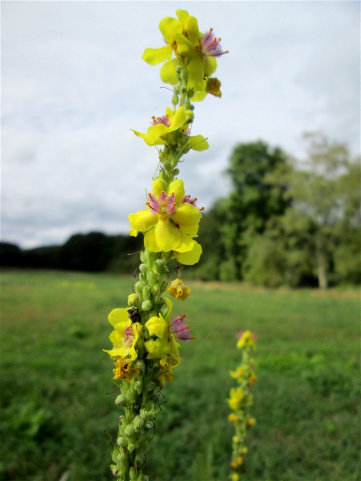 Schwarze Königskerze (Verbascum nigrum) an der Saaraue Grosbliederstroff