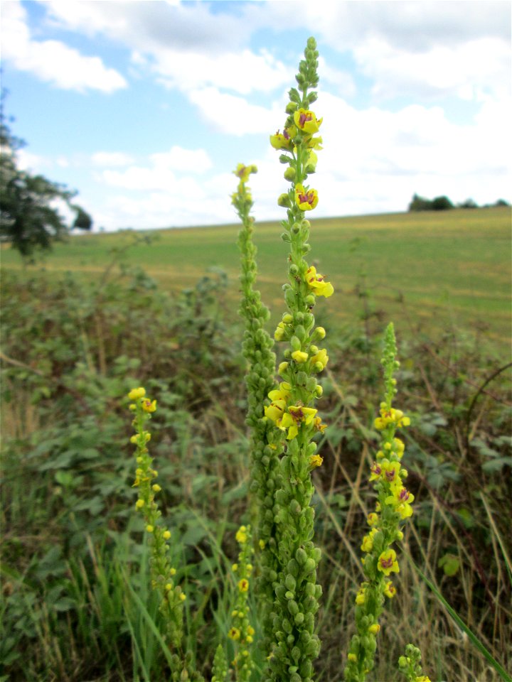 Schwarze Königskerze (Verbascum nigrum) bei Kennfus