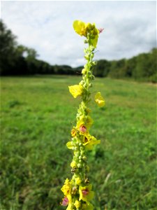 Schwarze Königskerze (Verbascum nigrum) an der Saaraue Grosbliederstroff