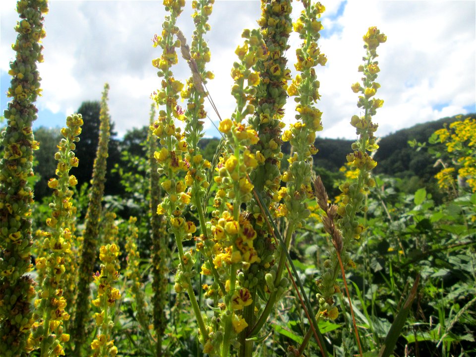 Schwarze Königskerze (Verbascum nigrum) an der Saaraue Güdingen