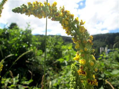 Schwarze Königskerze (Verbascum nigrum) an der Saaraue Güdingen