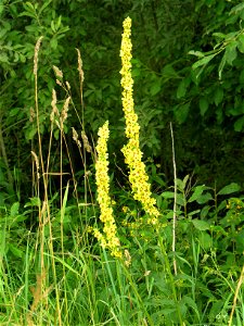 Juodoji tūbė (Verbascum nigrum)
Fam. Bervidiniai (Scrophulariaceae)

Foto: Algirdas, 2005 m.