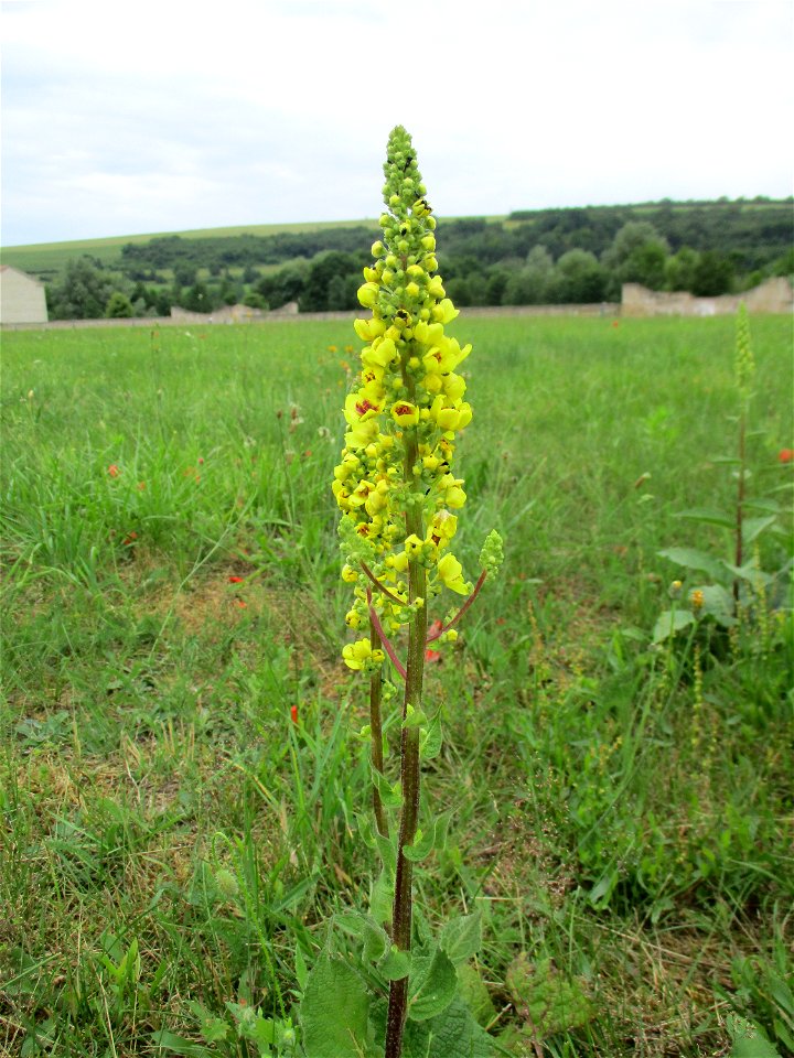 Schwarze Königskerze (Verbascum nigrum) auf dem Gelände der Gallo-römischen Villa in Reinheim