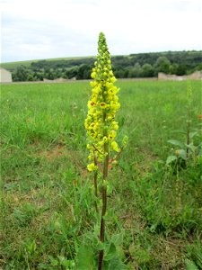 Schwarze Königskerze (Verbascum nigrum) auf dem Gelände der Gallo-römischen Villa in Reinheim