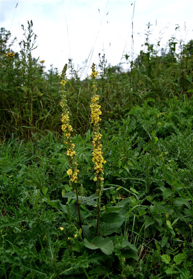 Schwarze Königskerze (Verbascum nigrum)