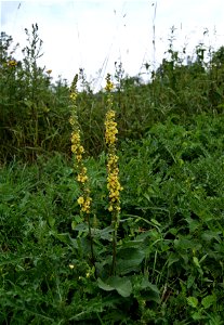 Schwarze Königskerze (Verbascum nigrum)