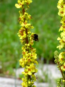 White-tailed bumblebee on dark mullein / verbascum nigrum (detail)
