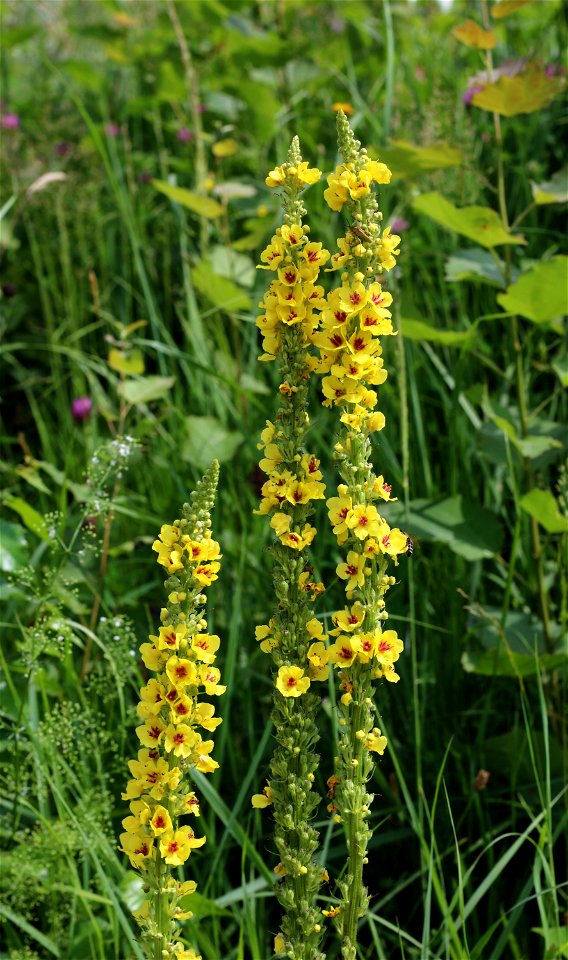 Black mullein. Photo taken near Yaremche, Ivano-Frankivsk oblast, Ukraine.