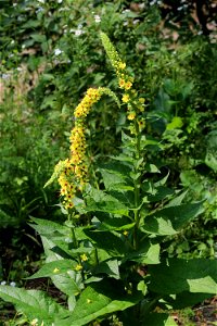 Black mullein. Photo taken near Yaremche, Ivano-Frankivsk oblast, Ukraine.